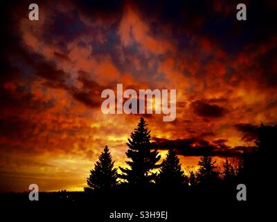 Una splendida fotografia di un tramonto di Manitoban ardente che silhouette un trio di sempreverdi, preso perilentemente dal tetto di una fattoria rurale Winnipeg. Foto Stock