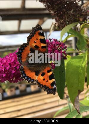 Grande farfalla Tortoiseshell , Policloros Nymphalis, che si nutrono di un fiore rosa. Foto Stock