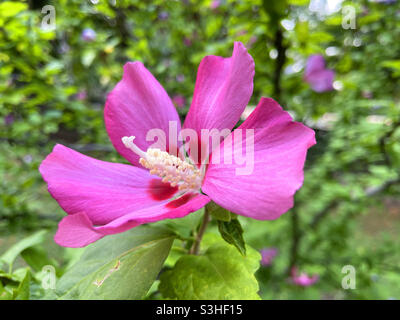 Hybiscus fiore. Foto Stock
