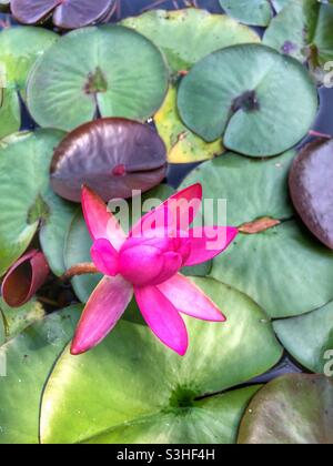 Un singolo fiore di loto di colore magenta che cresce in un cuscinetto di giglio. Foto Stock