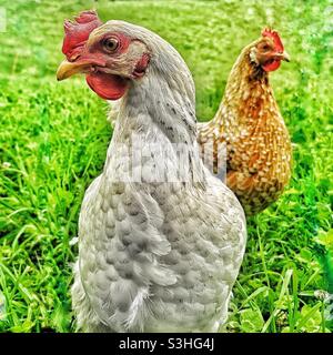 Due galline carine in un campo erboso Foto Stock