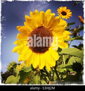 Girasole, Helianthus annuus “Harlequin”. Foto Stock