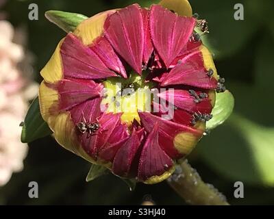 Formiche che festerano sugli afidi su un germoglio di Dahlia flier . Foto Stock