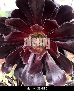 Aeonium arboreum o pianta succulenta di rosa nera Foto Stock