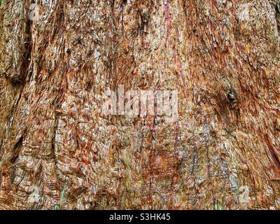 Primo piano vista della corteccia di un albero gigante di sequoia. Nessuna gente. Spazio di copia. Foto Stock