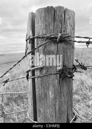 un vecchio palo di legno intemperiato a cui filo spinato è legato sta in un prato Foto Stock