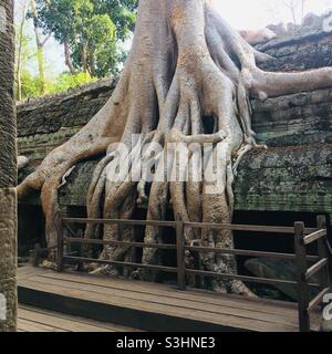 Il Tempio di Taprohm è chiamato Tempio della giungla. Foto Stock