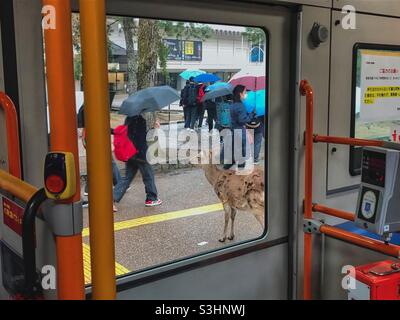 Vista della finestra dell'autobus nel Parco Nara al cervo in piedi e persone che camminano con gli ombrelloni, Giappone. Foto Stock