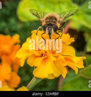 Un drone comune Fly impollinando un fiore di Marigold Foto Stock