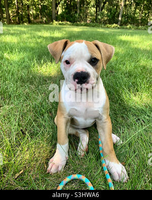 American Bulldog cucciolo Foto Stock