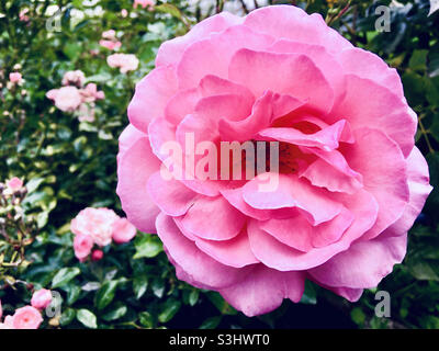 Primo piano di rosa rosa rosa rosa rosa rosa rosa rosa rosa chinensis fiore testa in estate Foto Stock