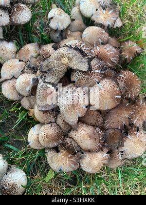 Mazzo di funghi e funghi locali cappellino di inchiostro che crescono sul prato anteriore. Foto Stock