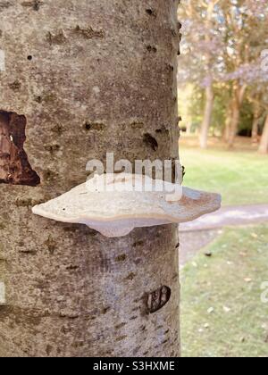 Fungo su una struttura ad albero Foto Stock