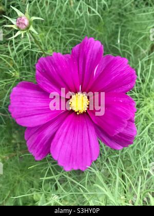 Singolo fiore viola contrastato contro un lussureggiante sfondo verde con vibrante centro giallo Foto Stock