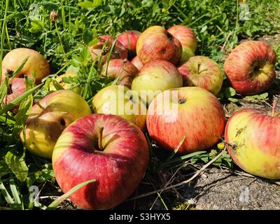 Le saporite mele della varietà Topaz si trovano nell'erba Foto Stock