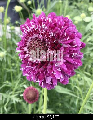 Fiore Scabious Foto Stock