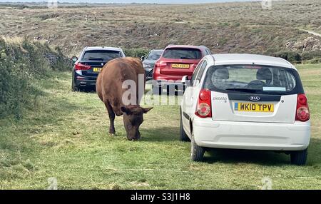 La mucca di Devon alla baia di kynance Foto Stock