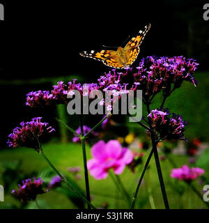 Farfalla sui fiori viola Foto Stock