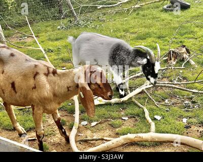 Le capre colorate al Wildheart Animal Sanctuary a Sandown Foto Stock