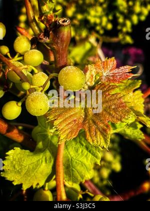Sviluppo dell'uva su un vitigno con foglie multicolore Foto Stock