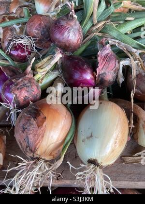 Cipolle appena raccolte che asciugano. Foto Stock