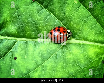 Un ladybug rosso perches su una pianta verde in una foresta in Messico Foto Stock