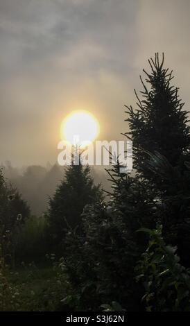 Il sole sorge dietro i cedri nella nebbia inglese. Alba ominosa. I cedri alle stelle. Nebbia che muta il sole del mattino. Foto Stock