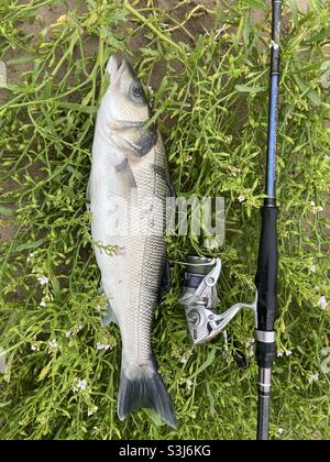 Un basso appena pescato da una spiaggia di surf gallese, con la canna e bobina, settembre. Foto Stock