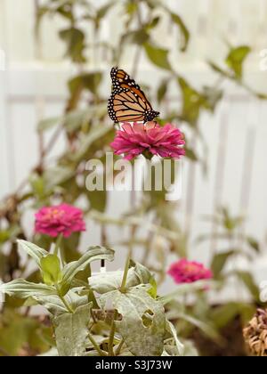 Farfalla monarca su zinnia rosa con recinzione bianca sullo sfondo utilizzando filtro vivido e caldo. Foto Stock