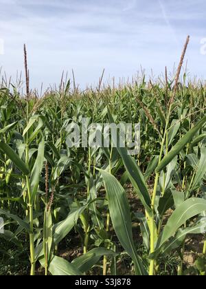 Raccolto di mais in un campo nel mese di settembre, Yorkshire orientale, Inghilterra, Regno Unito Foto Stock