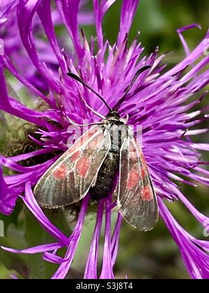 Carniolica di Zygaena. Su Wildflower , Alpi svizzere Vallese Svizzera Foto Stock