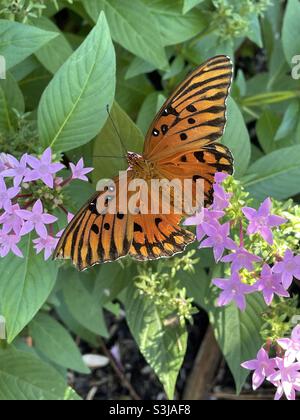 Arancio golfo fritillario farfalla su fiori rosa Foto Stock