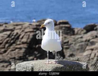 Seagull in piedi su una pietra di fronte alle rocce Foto Stock