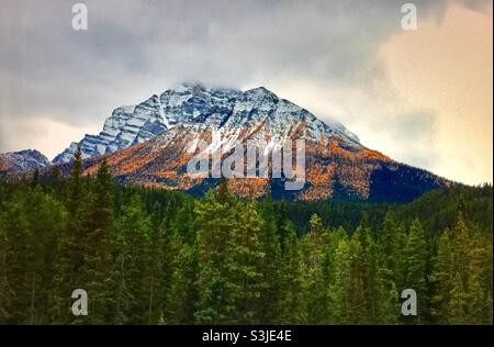 Larice dorato, (Pseudolarix amabilis), Montagne Rocciose canadesi , nei pressi del lago Louise, Alberta, Canada Foto Stock