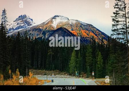 Larice dorato, (Pseudolarix amabilis), Montagne Rocciose canadesi , nei pressi del lago Louise, Alberta, Canada Foto Stock