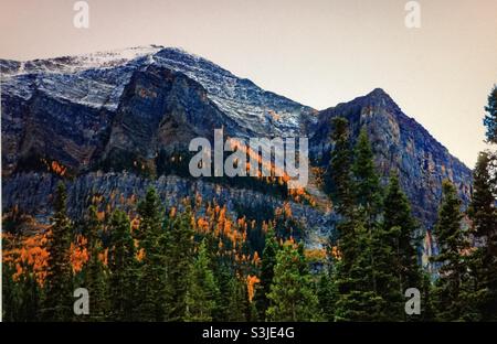 Larice dorato, (Pseudolarix amabilis), Montagne Rocciose canadesi , nei pressi del lago Louise, Alberta, Canada Foto Stock