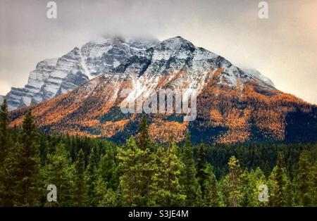 Larice dorato, (Pseudolarix amabilis), Montagne Rocciose canadesi , nei pressi del lago Louise, Alberta, Canada Foto Stock