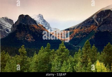 Larice dorato, (Pseudolarix amabilis), Montagne Rocciose canadesi , nei pressi del lago Louise, Alberta, Canada Foto Stock