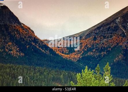 Larice dorato, (Pseudolarix amabilis), Montagne Rocciose canadesi , nei pressi del lago Louise, Alberta, Canada Foto Stock