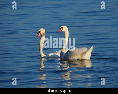 Un paio di cigni che nuotano fianco a fianco. Foto Stock