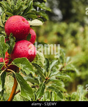 Mele rosse, mature con acqua piovana sul ramo, South Somerset Foto Stock