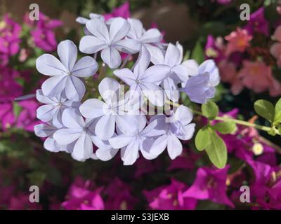 Plumbago fioritura a Conca, Corsica. Foto Stock