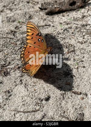 Golfo arancione farfalla fritta a terra con ombra di farfalla Foto Stock