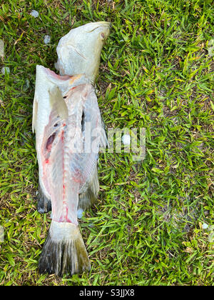 Cornice di pesce Barramundi scartata sull'erba Foto Stock