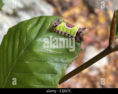 un avvelenoso saddleback caterpillar su una foglia di faggio americana nella regione della Hudson Valley dello stato di New York. Foto Stock