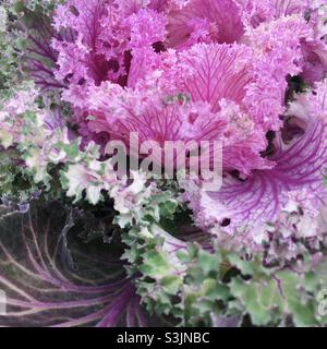 Brassica - cavolo ornamentale Foto Stock