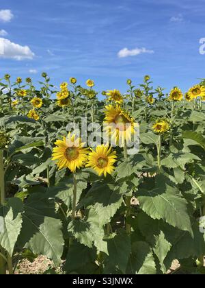 Grande campo di girasole in piena fioritura Foto Stock