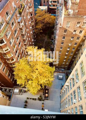 Una vista di un albero giallo luminoso in un cortile di Manhattan da 17 piani sopra Foto Stock