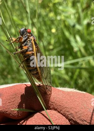 A 2021 Brood X Cicada Foto Stock