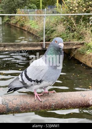 Primo piano di un grande piccione arroccato su un palo arrugginito con acqua Foto Stock